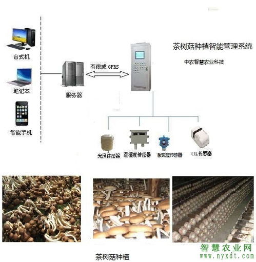 智慧农业 物联网茶树菇种植智能管理系统解决方案